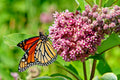 Pink Milkweed Seeds 100 Count, Asclepias Syriaca, Butterfly-Friendly Garden Plant, Perennial Wildflower