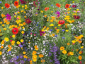 Hummingbird and Butterfly Wildflower Mix, 17 Species, Native Wildflowers Blend, Pollinator Garden Seeds
