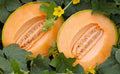 Delicious 51 Melon Seeds, Cantaloupe, NON-GMO, Variety Packet Sizes, Cucumis melo
