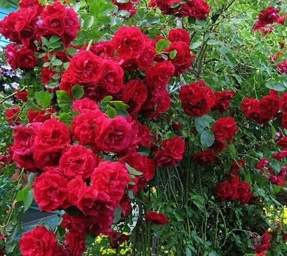 Climbing Roses Cuttings - 6 Rooted Blaze Improved Vines - Rosa 'Blaze' - Perfect for Trellises and Arbors