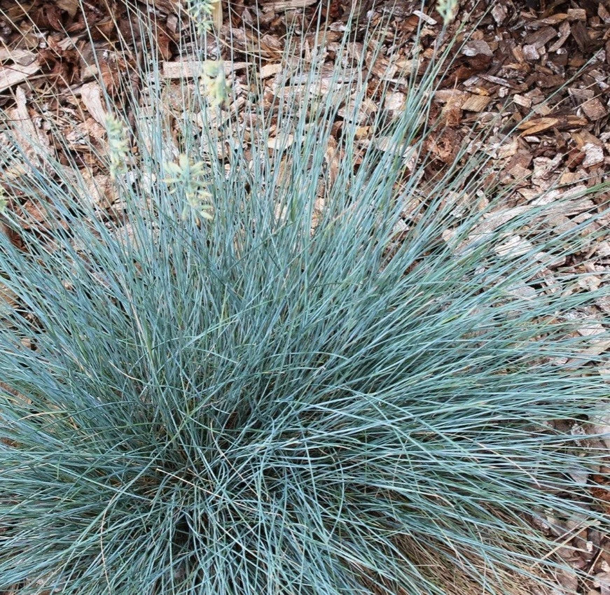 Blue Fescue Ornamental Grass, Elijah Blue, Bare Root, Festuca glauca, Unique Bluish Gray Color, Low Maintenance, 1 Plant
