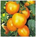 Heirloom Tomato Seeds Garden Collection 4 - Diverse Varieties for Home Gardening, Solanum lycopersicum