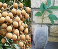 Longan Seedling Plant - Dimocarpus - Tropical Fruit Tree - 20-35 ft Mature Height - USDA Zone 10-11 - Evergreen Foliage
