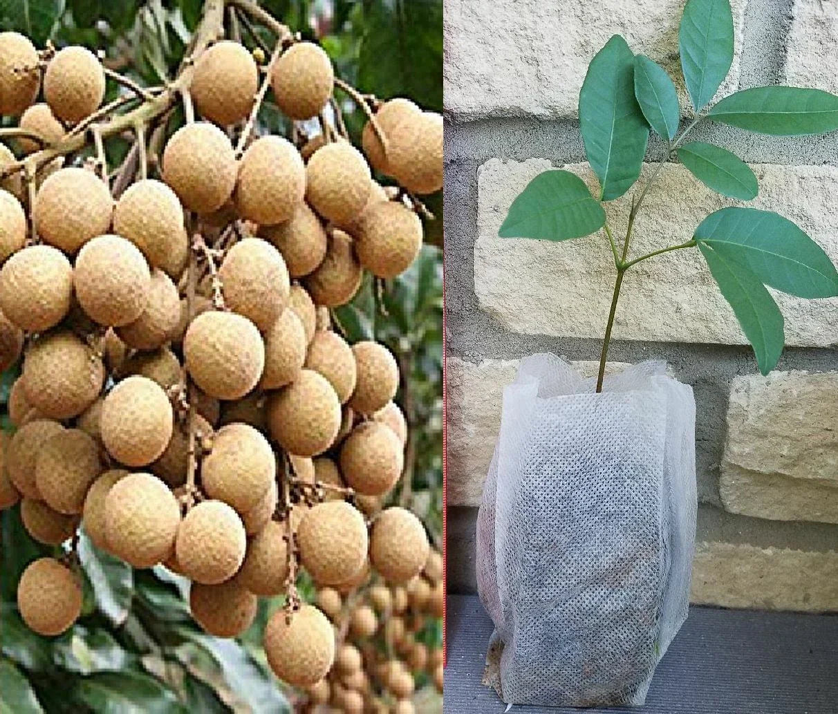 Longan Seedling Plant - Dimocarpus - Tropical Fruit Tree - 20-35 ft Mature Height - USDA Zone 10-11 - Evergreen Foliage