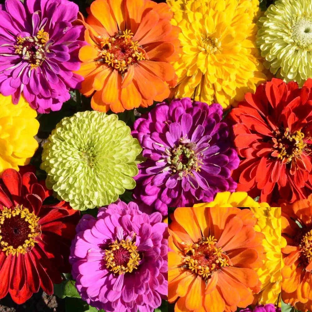 Zinnia Seeds Bulk Pack - Tall Mix Heirloom, Non-GMO, 500 Seeds, Zinnia elegans