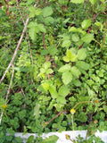 Thornless Blackberry Bush Rooted Cutting Set of 2, Approx. 4 Inches, Rubus fruticosus