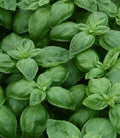 Sweet Italian Basil Live Plant Bundles - Organic Edible Herb - Ocimum basilicum - Versatile for Indoor/Outdoor Gardens