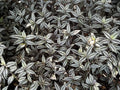 Tradescantia Zebrina Cuttings - 10 Pack Wandering Jew Plant - Easy Care Indoor Plant - Free Shipping