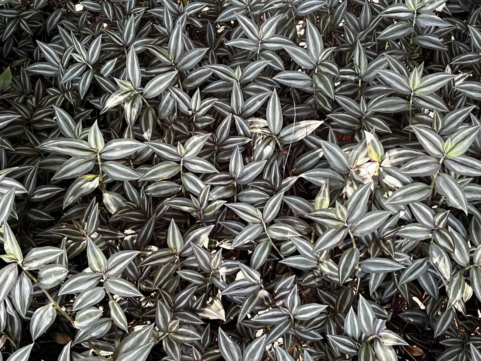 Tradescantia Zebrina Cuttings - 10 Pack Wandering Jew Plant - Easy Care Indoor Plant - Free Shipping