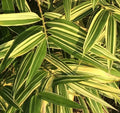 Live Shiroshima Bamboo Variegated Rhizome - Ornamental Privacy Hedge Plant - Perfect for Landscaping and Garden Decor