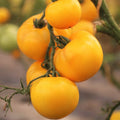 Golden Jubilee Tomato Seeds | Medium Yellow Orange Beefsteak Vegetable Seed | Heirloom Variety