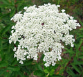 Bishops Flower Seeds | 500+ Non-GMO False Queen Anne's Lace Seeds | Delicate White Flowers | Daucus carota