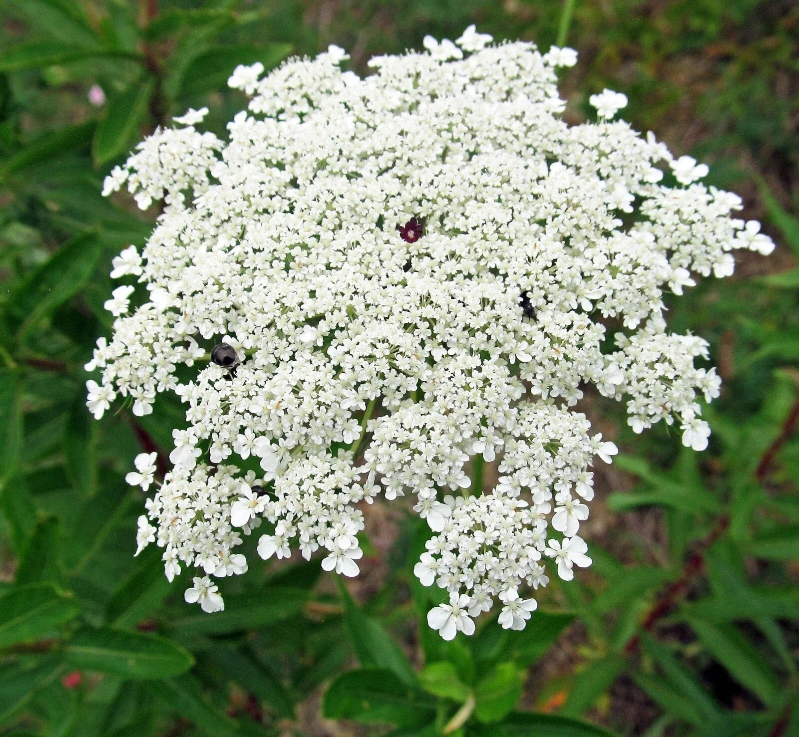 Bishops Flower Seeds | 500+ Non-GMO False Queen Anne's Lace Seeds | Delicate White Flowers | Daucus carota