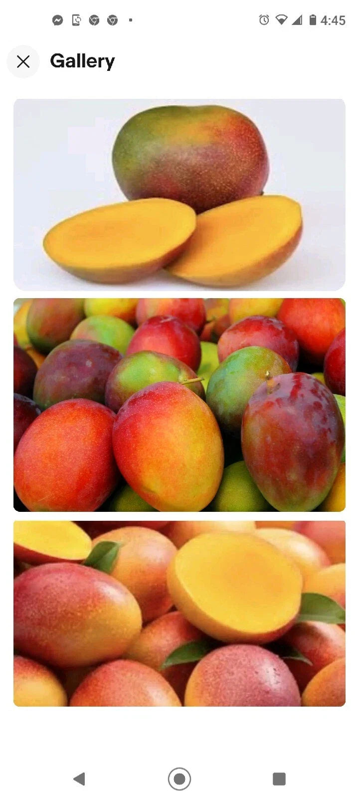 Kent Mango 3 Seeds Fresh USA So Sweet Mangifera Indica