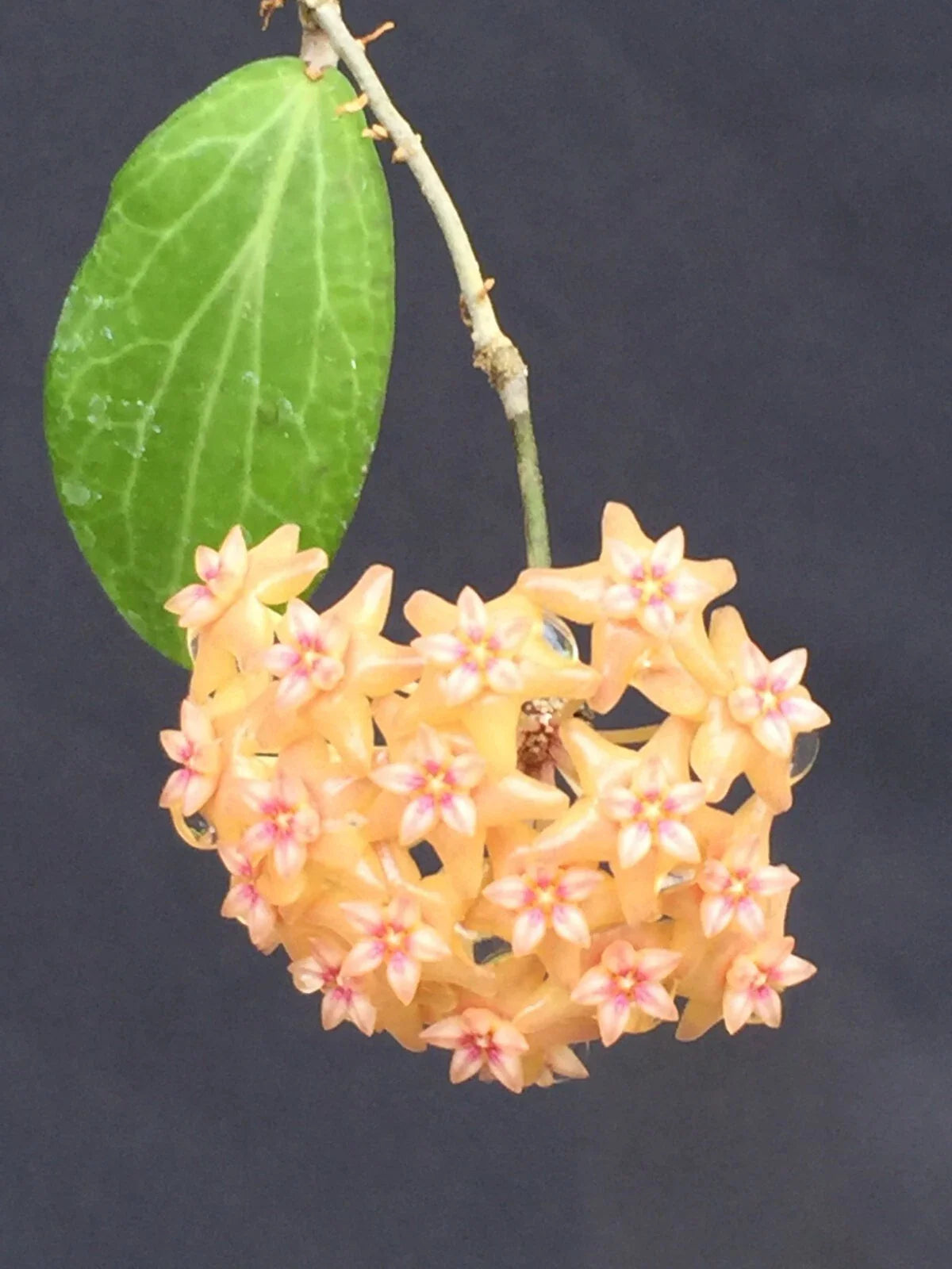 Hoya Fitchii Rooted Plant 2.5" Pot Live Houseplant