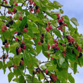 Dwarf Everbearing Mulberry Plants - 4-6" Tall - Live Rooted Plants - Morus nigra