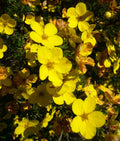 Aurea Potentilla Perennial Seeds 1000 Count - Potentilla Aurea