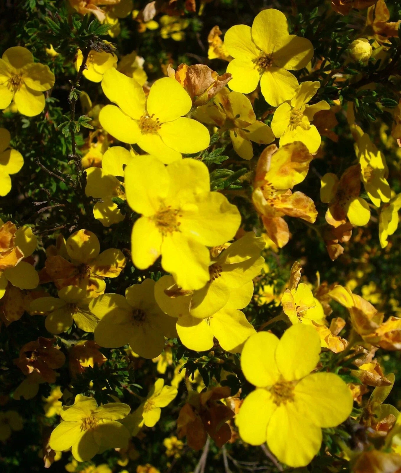Aurea Potentilla Perennial Seeds 1000 Count - Potentilla Aurea