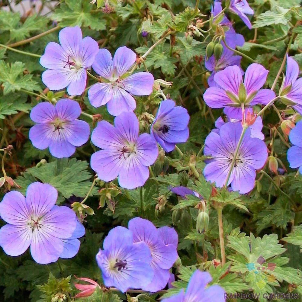 Rozanne Geranium 25 Seeds - Hardy Perennial Garden Plant - Geranium 'Rozanne' - USA