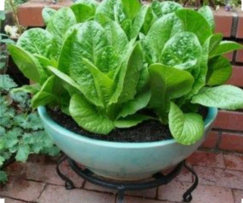 Romaine Lettuce Seeds - 1000 Count - Non-GMO, Open Pollinated, Organic - Lactuca sativa