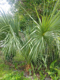 Florida Sabal Palmetto Palm Tree - 8-10" Live Plant, 2 Years Old, Rooted Garden Palm, Serenoa repens
