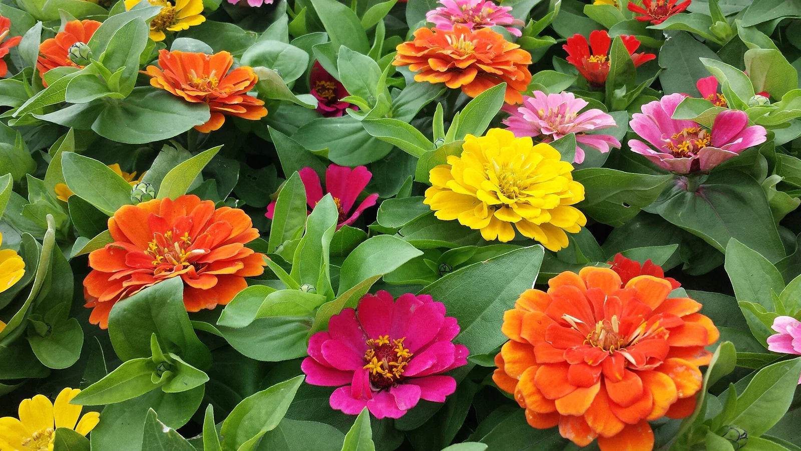 Zinnia Short Stuff Mix Seeds 100 Pack - Zinnia elegans Variety