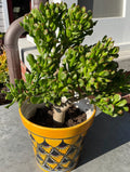 Ogre Ears Jade Plant Cuttings 5+" Dwarf Green Gollum Succulent (Crassula Ovata Var. Hobbit)