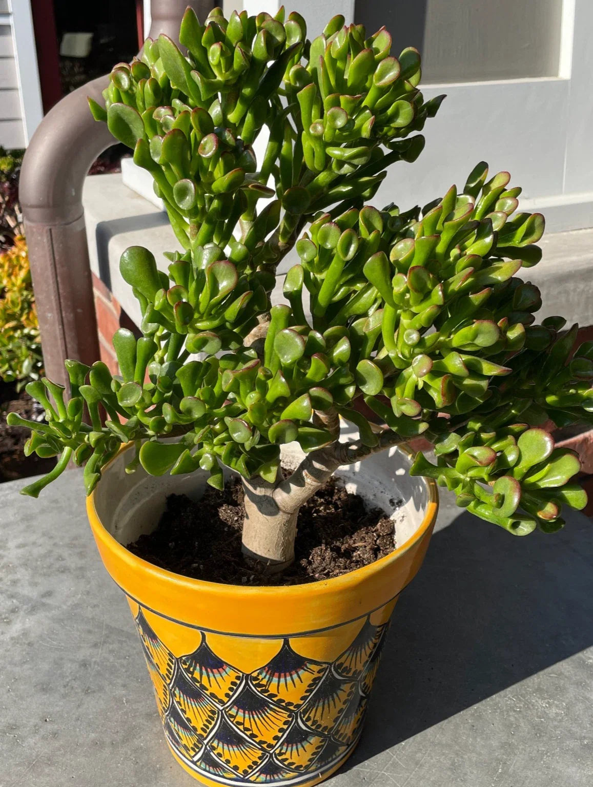 Ogre Ears Jade Plant Cuttings 5+" Dwarf Green Gollum Succulent (Crassula Ovata Var. Hobbit)