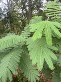 Silk Mimosa Tree Seedlings - 4 Fragrant Pink Flower Plants - Albizia
