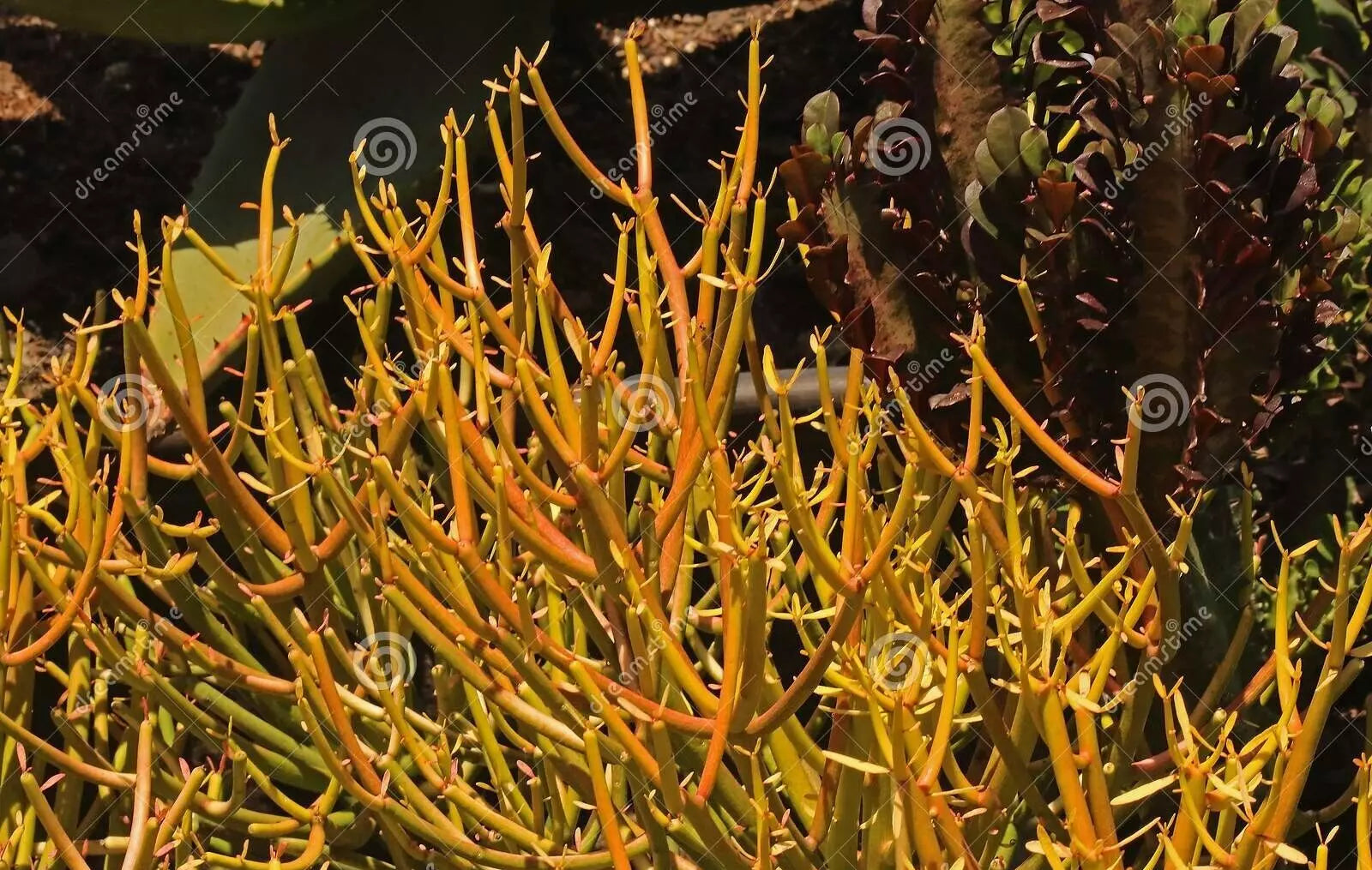 Fire Sticks Cuttings 10 Fresh Pencil Cactus Euphorbia Tirucalli Succulent Plant