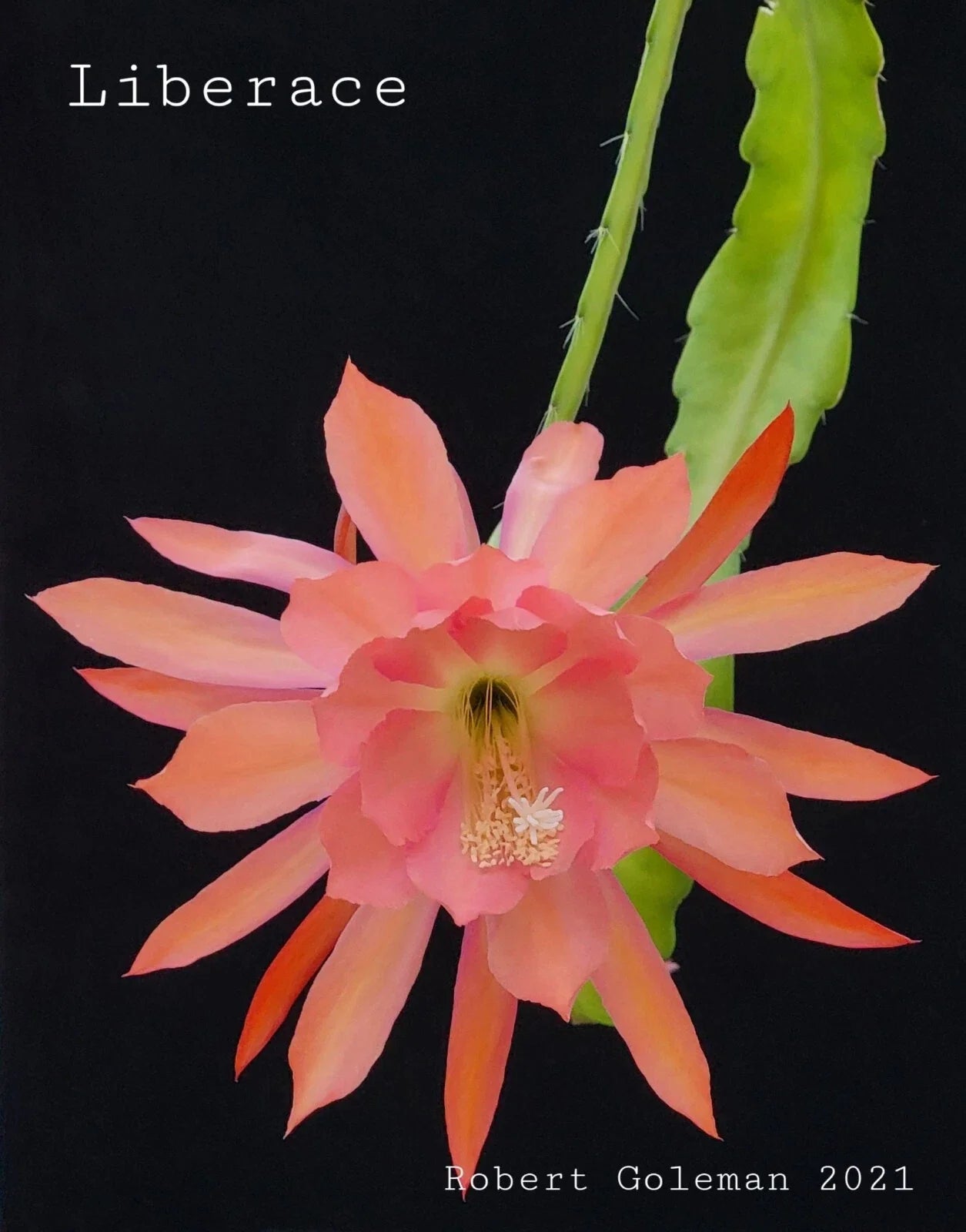 Epiphyllum 'Liberace' Unrooted Cutting - Rare Orchid Cactus - Stunning Indoor Plant - Ideal for Propagation