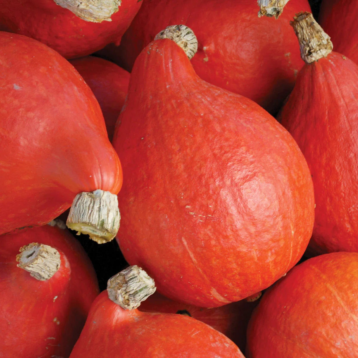 Red Kuri Squash 5 Ct Heirloom Non-GMO Orange Uchiki Japanese Hokkai Cucurbita maxima