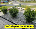 Wintergreen Boxwood Shrub 1 Gal Pot Outdoor Evergreen Garden Plant Buxus sinica var. insularis
