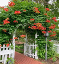 Orange Trumpet Vine Seeds - 75+ Seeds - Showy Crepper Flower - Campsis radicans - Garden Climbing Plant