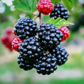 Blackberry Bush Seeds - 20 Pack - Rubus allegheniensis - Hardy Garden Fruit Plant for Zone 3