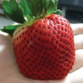 Giant Strawberry Seeds 10 | Junebearing Variety | Fragaria spp. USA
