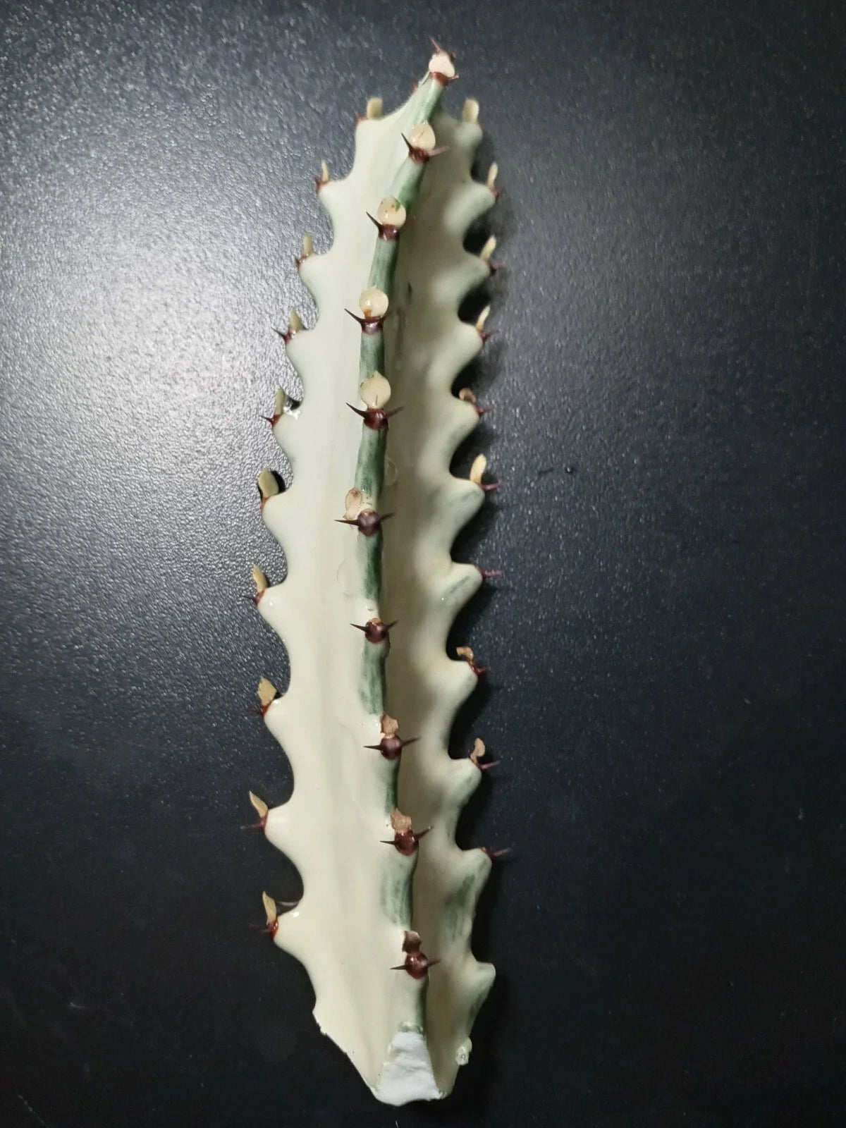 Euphorbia Lactea Starter Cactus 5" Tall Dragon Bones Plant - Unique Succulent for Indoor Decor