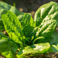 Noble Giant Spinach Seeds | Cold Hardy Slow Bolting Green Leaf Lettuce | 2025 Variety