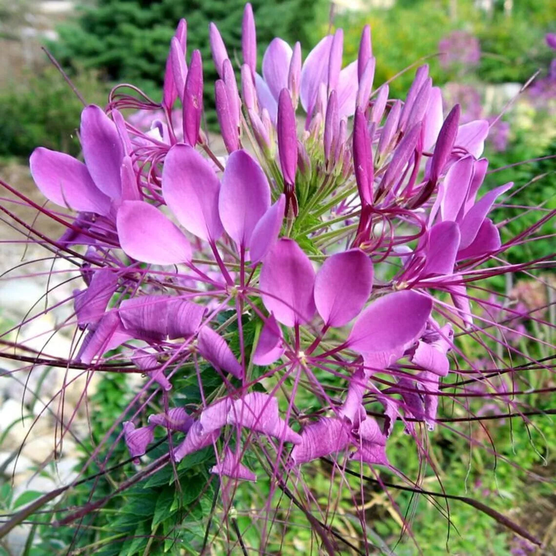 Lilac Spider Seeds - 100 Count - Clome Spinosa - Perennial Bee Flower - US Seller