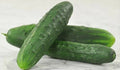 Cucumber Seeds - Marketmore 76 Variety - Fresh Heirloom Seeds - Cucumis sativus