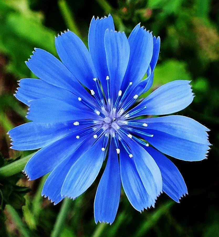 Chicory Flower Seeds - Organic Edible Wildflower for Herbal Tea - Cichorium intybus