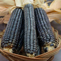 Hopi Blue Corn Seeds - 120+ Heirloom Organic Non-GMO - Rare Variety - Zea mays subsp. mays