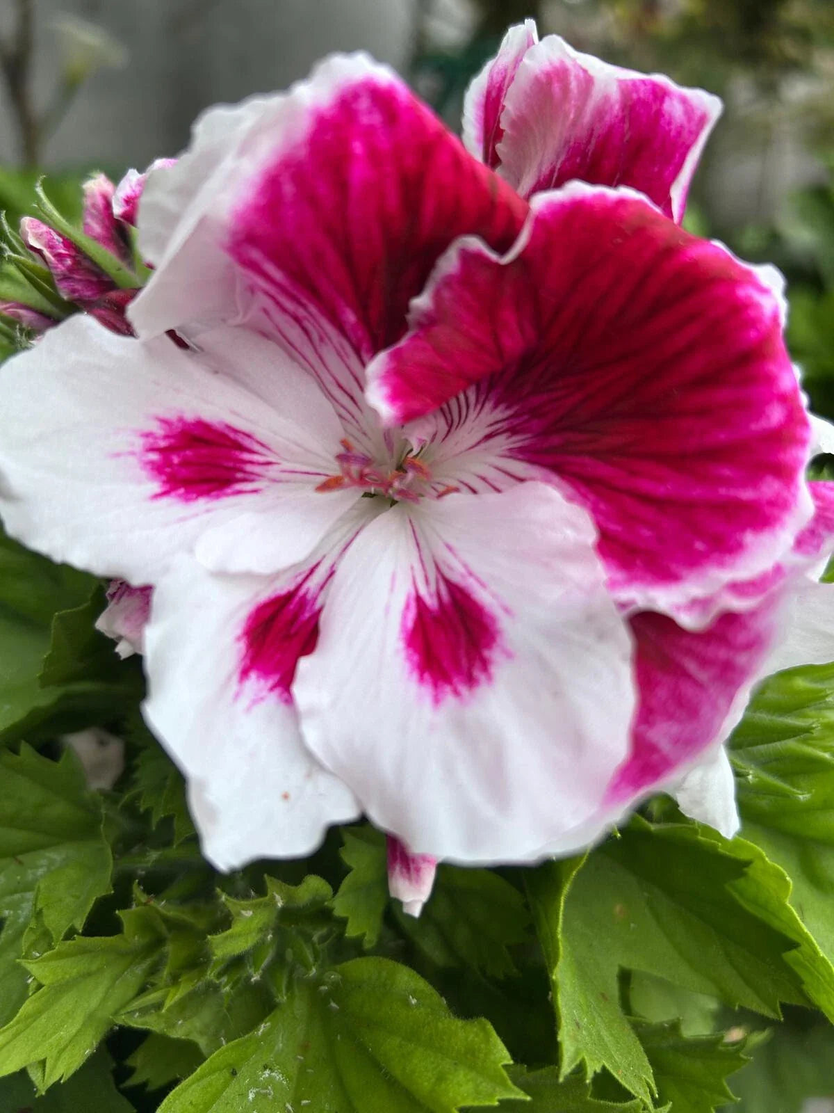 Geranium Live Plant 6" White and Purple Combination Pelargonium