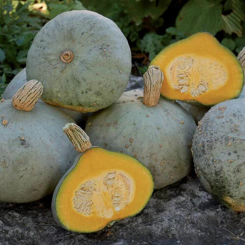 Silver Bell Squash Seeds - Fresh Heirloom Vegetable Seeds - Cucurbita pepo