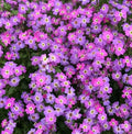 Virginia Stock Seeds - 2000+ Purple Malcolmia maritima Annual Flower Garden Seeds