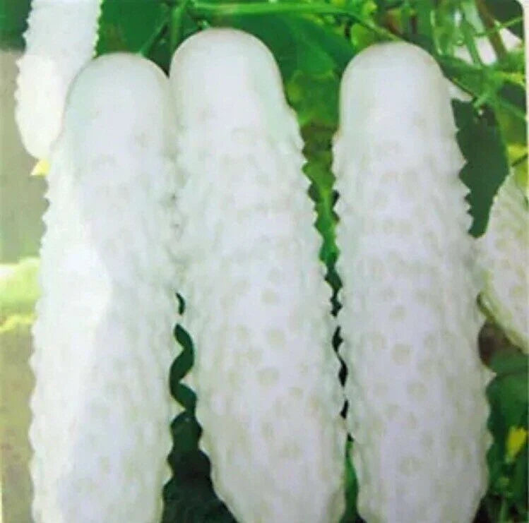 White Cucumber Seeds - 100pcs Cucumis Sativus - Vegetable Fruit for Home Garden