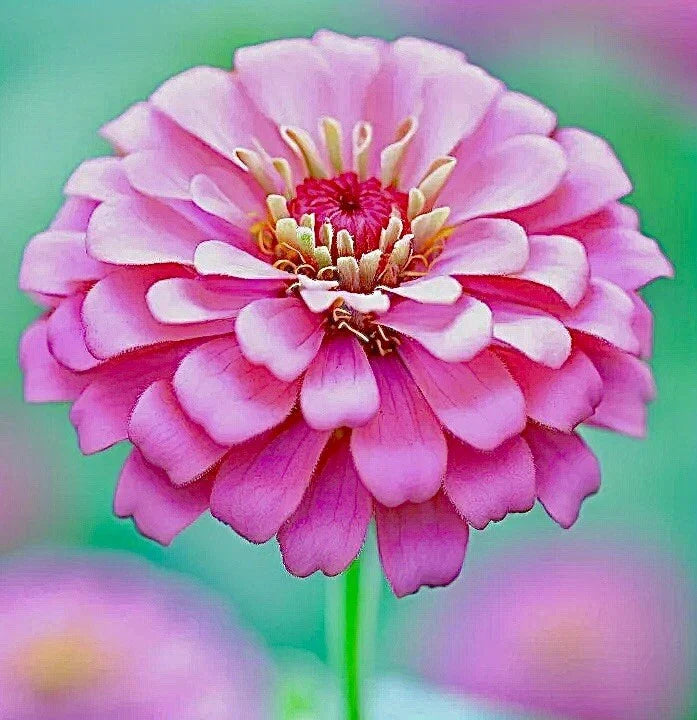 Pink Luminosa Zinnia Seeds - 200+ Non-GMO Annual Butterfly Attracting Flowers - Zinnia elegans