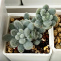 Succulent Seeds 100PCs Pack Sedum mocinianum Fuzzy Leaves