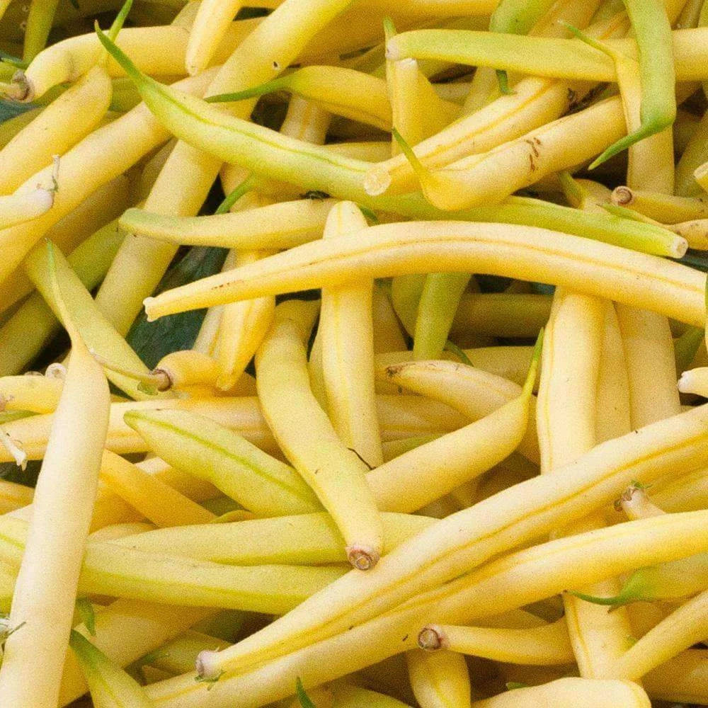 Golden Wax Bean Seeds 50 Ct - Bush Yellow Stringless Vegetable - NON-GMO - Phaseolus vulgaris - USA