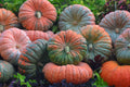 Daybreak Pumpkin F1 Seeds - Fresh Pumpkin Seed for Planting - Cucurbita pepo